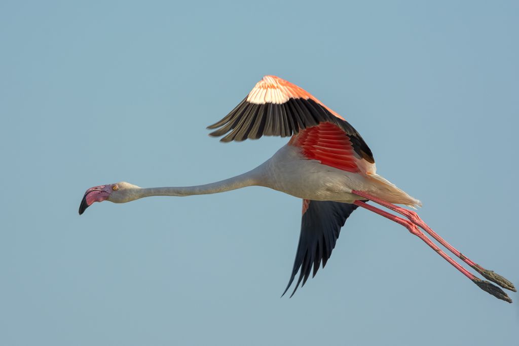 Fenicottero Rosa  (Phoenicopterus roseus)